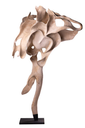 Teak Root Sculpture Bleached -