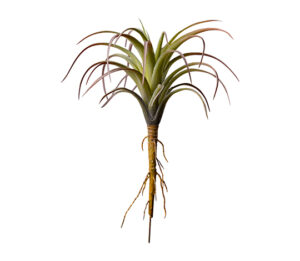 Tillandsia Plant