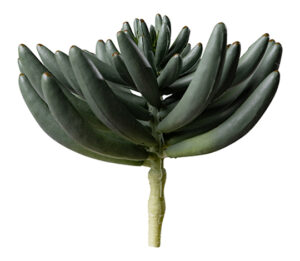 Spike Aeonium Plant