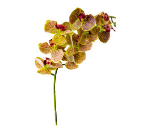 Phalaenopsis Spray